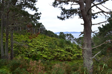 landscape at Paihia in New Zealand