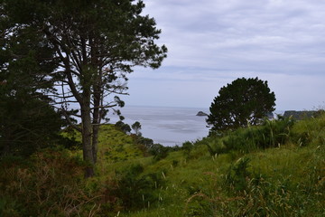 landscape at Paihia in New Zealand