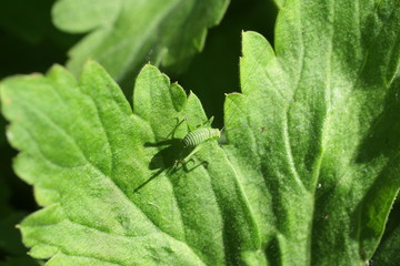 Tettigonia viridissima