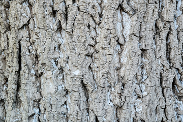 Obraz premium bark of tree