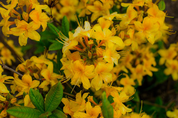 Group of Pink Frangipani isolated on White