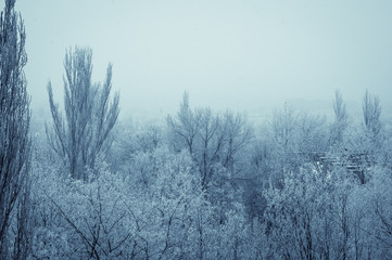 winter landscape - trees in frost