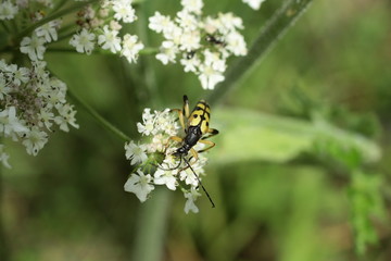 Lepture tachetée (Rutpela maculata)