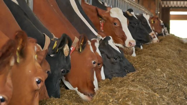K&uuml;he beim fressen im gro&szlig;en Kuhstall