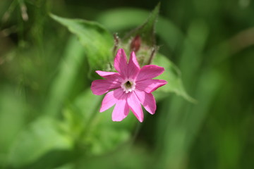 Fototapeta premium Silene dioica