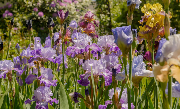  Colorful Bearded Irises  In Summer Flower Bed.