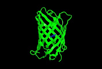 Molecular structure of GFP