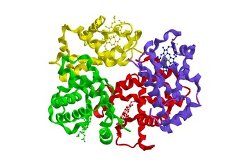 Molecular structure of hemoglobin