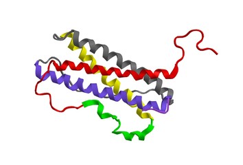 Molecular structure of prolactin