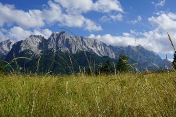 Almwiese vor Bergpanorama