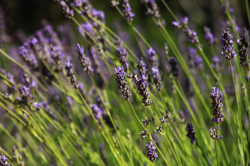 Naklejka premium Lavender flower in a field in small mediterranean town Brela , Croatia