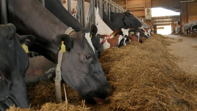 Fressende K&uuml;he im gro&szlig;en Stall