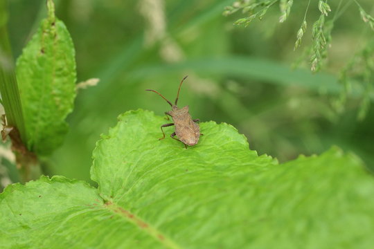 Coreus marginatus