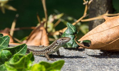 Tiny alpine lizard hiding among leaves