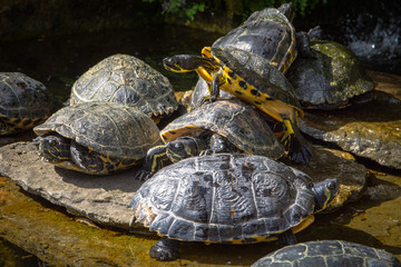 Group of water turtles by the pond