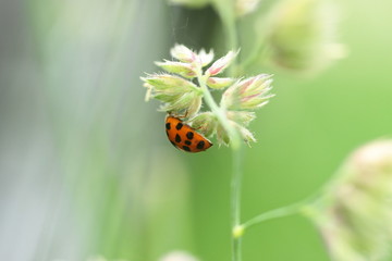 Harmonia axyridis