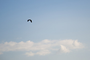 Fine weather, blue sky panorama with white clouds and a bird