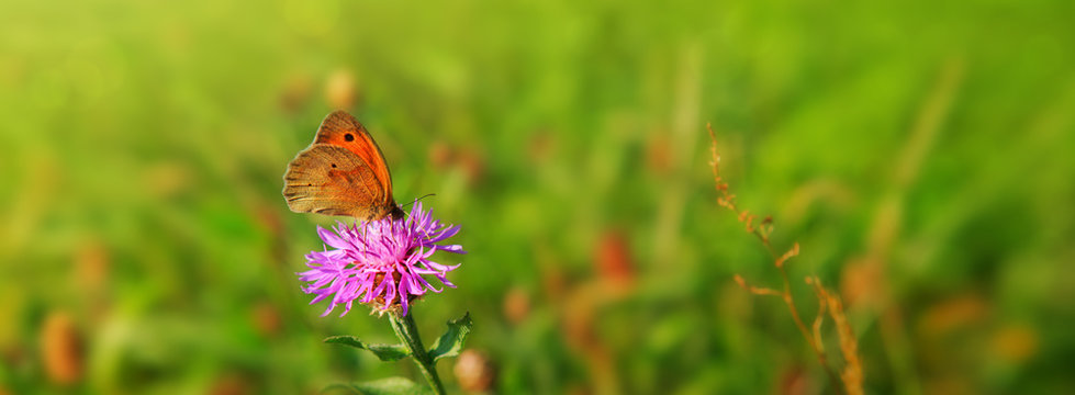 Macro shot on butterfly and cornflower.