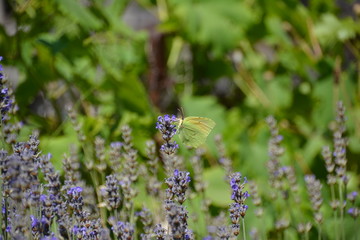 Papillon de profil sur lavande