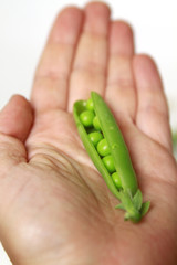 Erbsenschote in Hand
