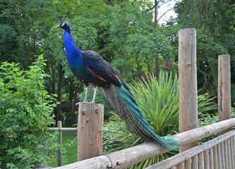 Fototapeta premium Peacock 