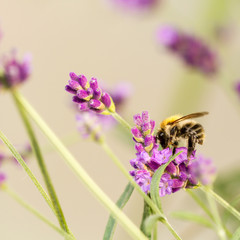 Biene auf Lavendelblüte