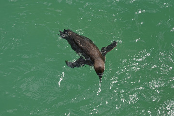 Naklejka premium Penguin 