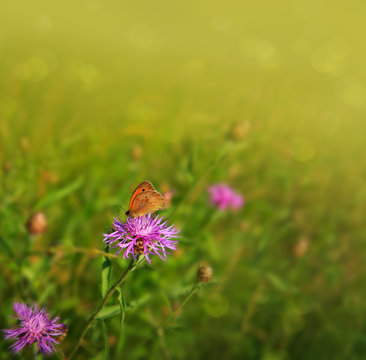 Macro shot on butterfly and cornflower.