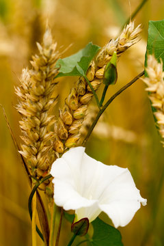 Ackerwinde