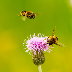 Schwebfliegen an einer Distelblüte