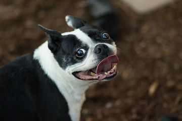 Boston Terrier Dog Smile