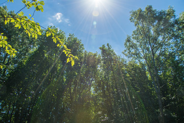 Light through the forest
