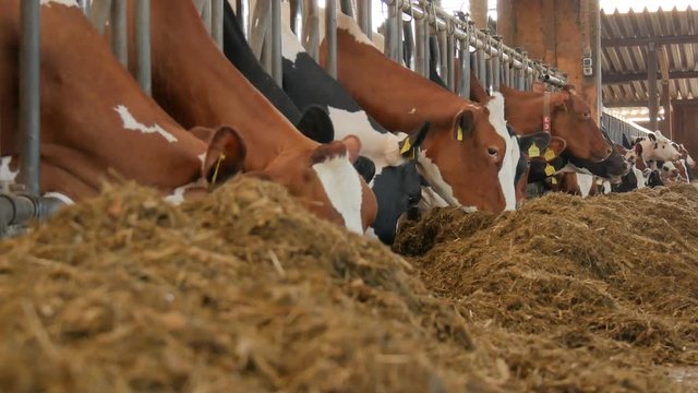 Fressende K&uuml;he im gro&szlig;en Stall