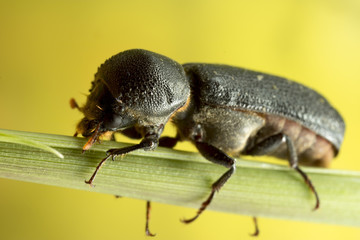 Black beetle close up