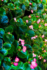 Green leaves wall texture with small red flowers.