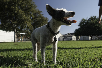 Terrier at Park