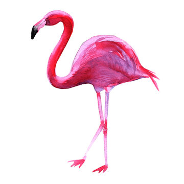 Pink flamingo. Isolated on white background. 