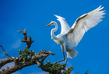 Great Egret