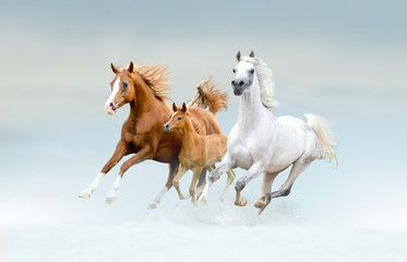 Obraz na płótnie Canvas bay lusitano horse in winter field