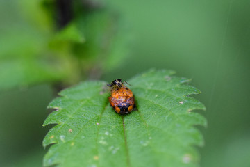 Ladybird larva chrysalis being attacked by parasitic insect on a green leaf