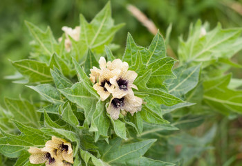 Black henbane or stinking nightshade (Hyoscyamus niger) flower. Poisonous plant. - obrazy, fototapety, plakaty