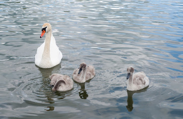 The family of swans is one big white beautiful adult swan (Cygnus olor) and the gray fluffy chicks at the lake's surface learn to swim and feed.