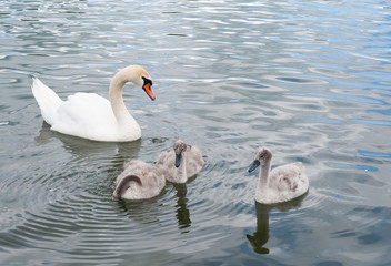 Naklejka premium The family of swans is one big white beautiful adult swan (Cygnus olor) and the gray fluffy chicks at the lake's surface learn to swim and feed.