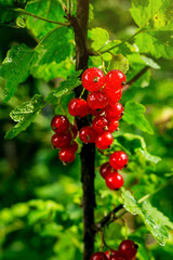 bush of red currant growing in a garden.Background of red currant. Ripe red currants close-up as background. Harvest the ripe berries of red currants.Summer Harvest