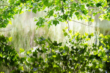 Fototapeta na wymiar Nature scene. Spring tree reflected in water.