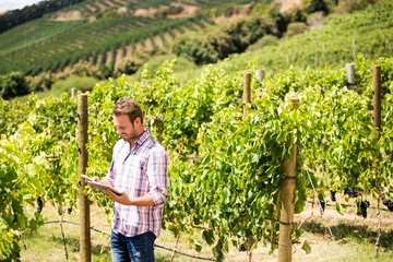 Man using phone and tablet at vineyard