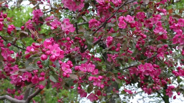 Pink cherry blossom closeup windy weather