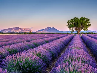 Foto op Canvas Lavendel 5 © Alexandre
