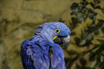 Arara azul