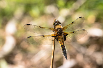 European Four-spotted Chaser dragonfly, Libellula quadrimaculata, resting